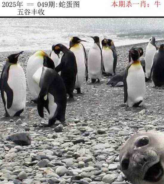 正版蛇蛋图