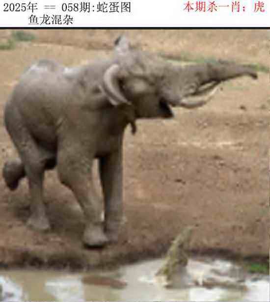 正版蛇蛋图