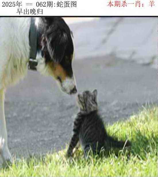 正版蛇蛋图